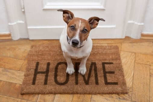 pet-friendly-alarm-home-security-keybury