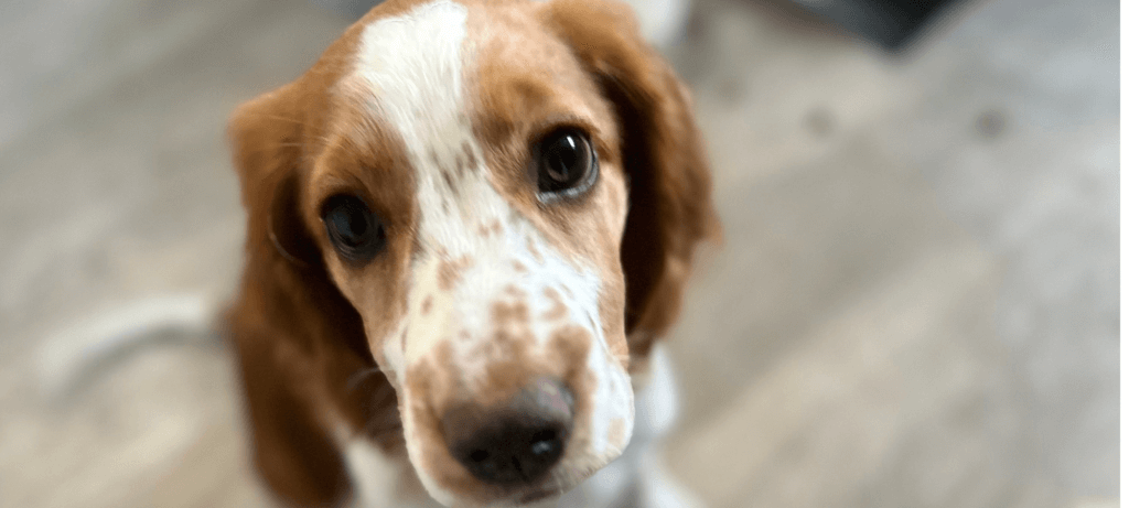 Woof-Worthy Home Security: Keep Your Pup Safe and Sound!